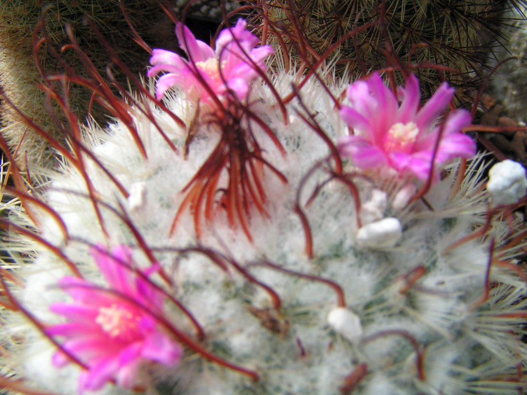 Mammillaria bombycina